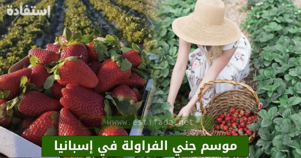 موسم جني الفراولة في إسبانيا